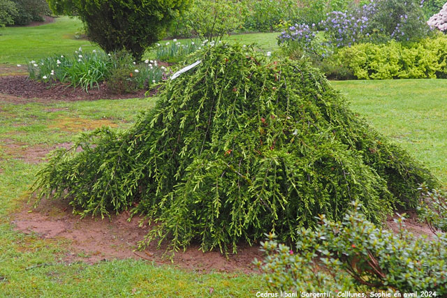 Cedrus libani 'Sargentii'