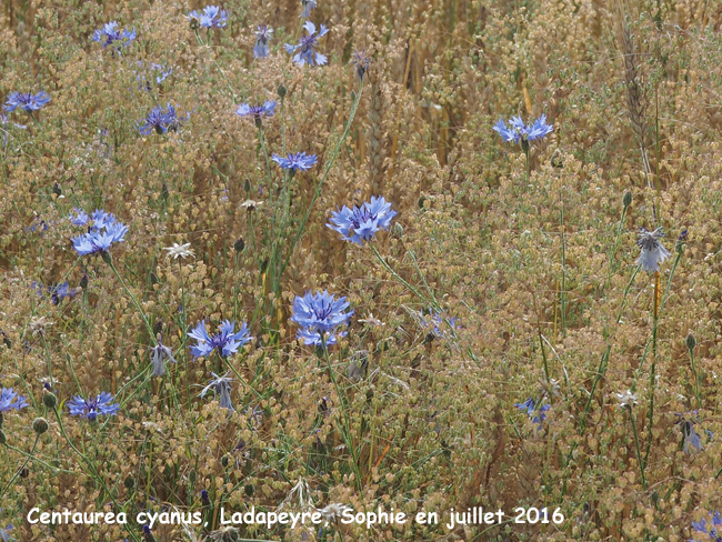 Centaurea cyanus