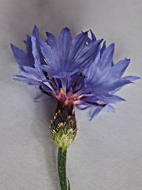 Centaurea cyanus