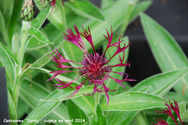 Centaurea 'Jordy'