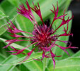 Centaurea montana 'Jordy'
