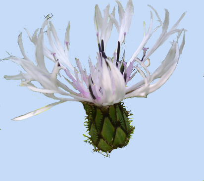 Centaurea montana 'Alba