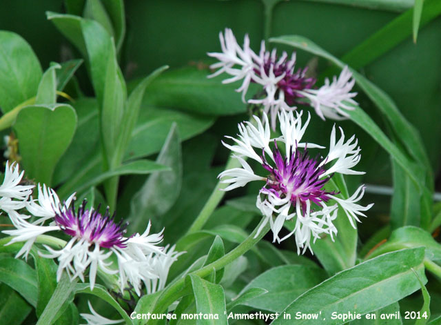 Centaurea montana 'Amethyst in Snow'