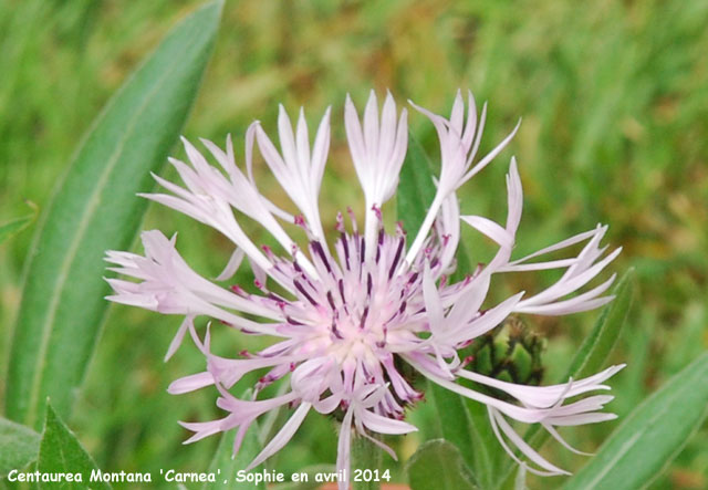 Centaurea montana 'Carnea'