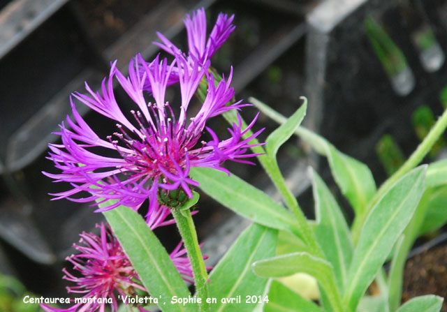 Centaurea montana 'Violetta'