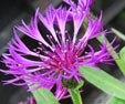 Centaurea montana 'Violetta'