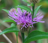 Centaurea phrygia