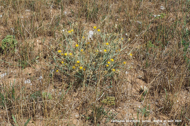 Centaurea sostitialis