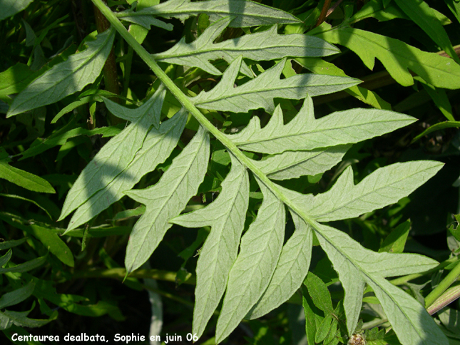 Centaurea dealbata