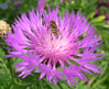 Centaurea dealbata