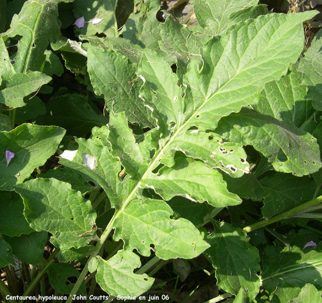 Centaurea hypoeuca 'John Coutts'