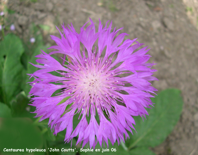 Centaurea hypoleuca 'John Coutts'