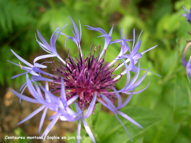 Centaurea montana