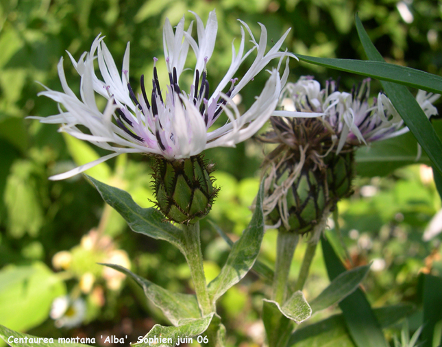 Centaurea montana 'Alba'