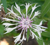 Centaurea montana 'Alba'