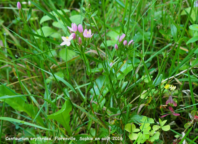 Centaurium erythraea