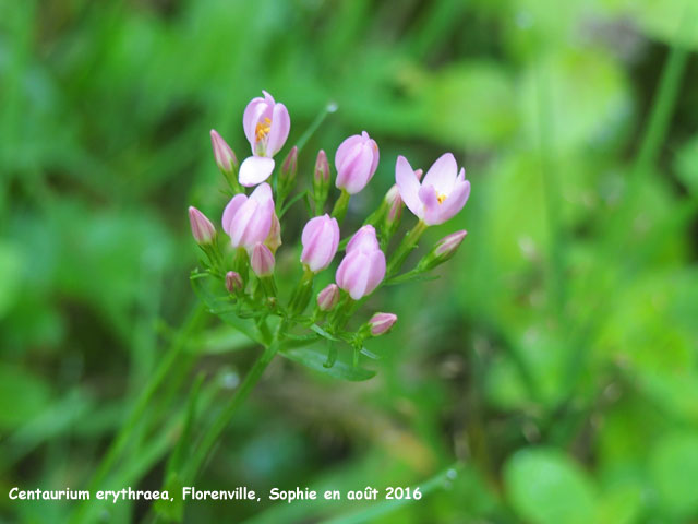 Centaurium erythraea