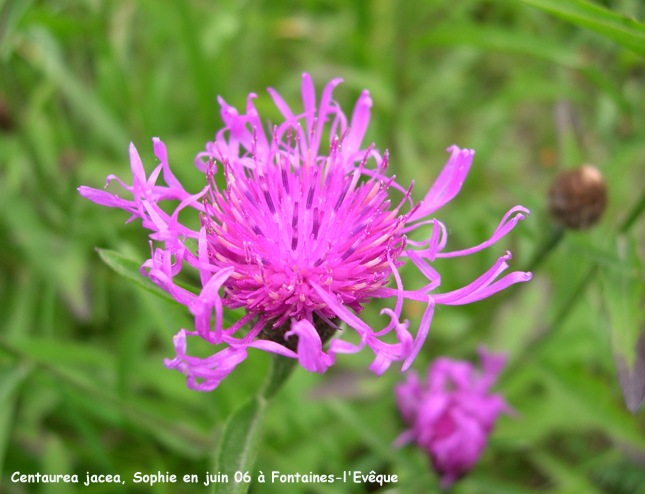 Centaurea jacea