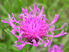 Centaurea jacea