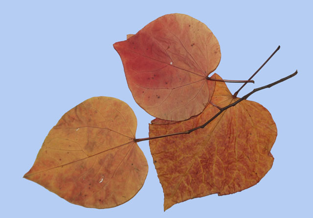 Cercis canadensis 'Forest Pansy