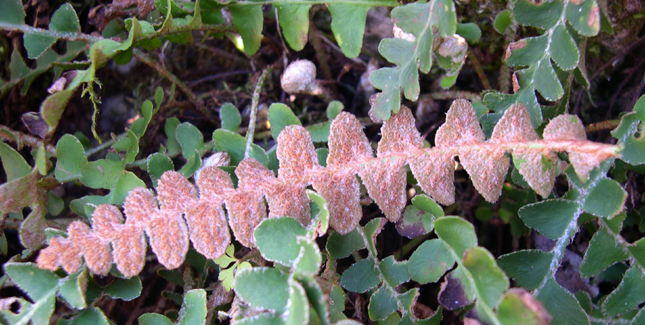 Ceterach officinarum