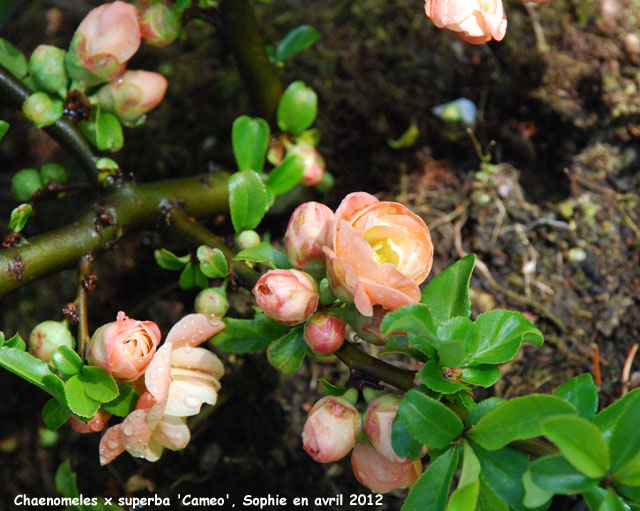 Chaenomeles x superba 'Cameo'