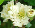 Chaenomeles speciosa 'Kinshiden'