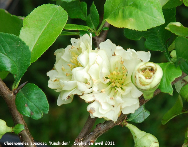 Chaenomeles speciosa 'Kinshiden'