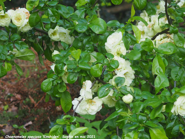 Chaenomeles speciosa 'Kinshiden'