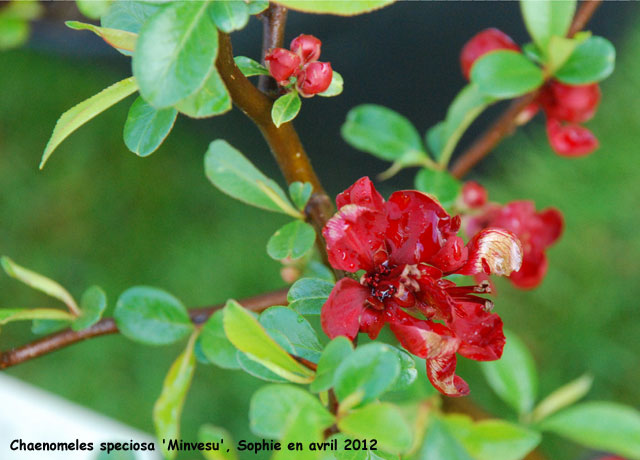 Chaenomeles speciosa 'Minvesu'