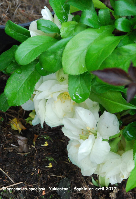 Chaenomeles speciosa 'Yukigotan'