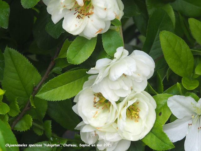 Chaenomeles speciosa 'Yukigotan'