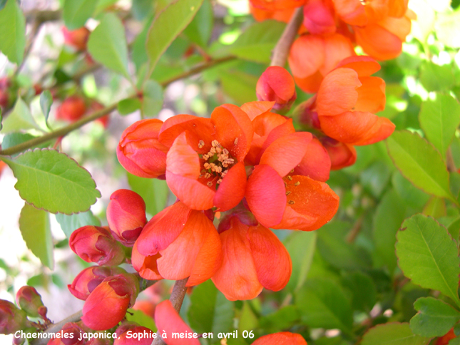 Chaenomeles japonica