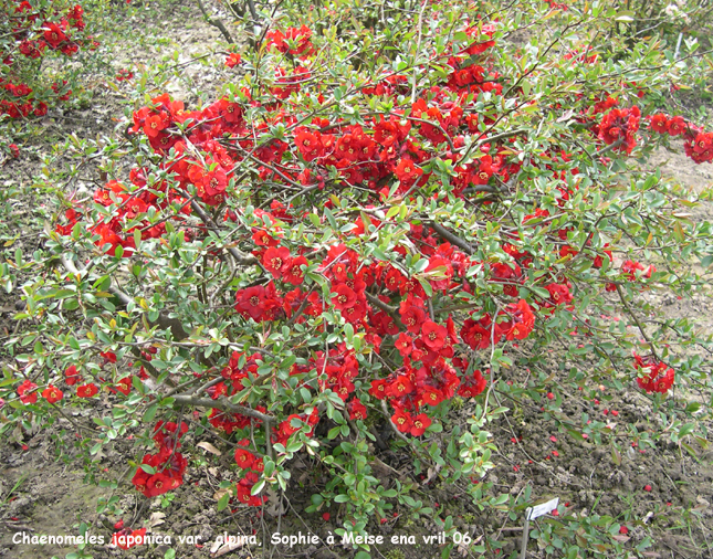 Chaenomeles japonica var. alpina