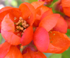 Chaenomeles japonica