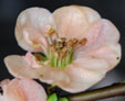 Chaenomeles speciosa 'Geisha Girl'