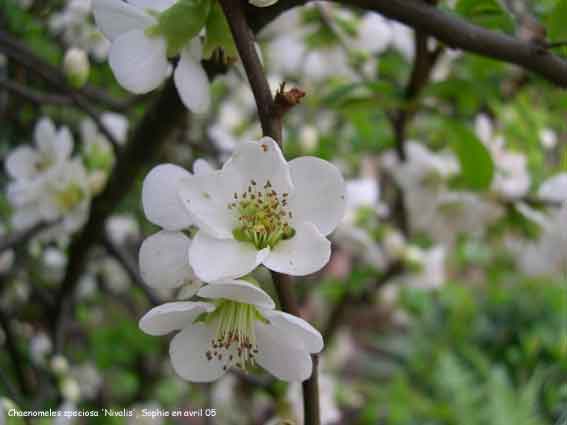 Chaenomeles speciosa 'Nivalis'