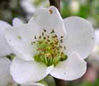 Chaenomeles speciosa 'Nivalis'