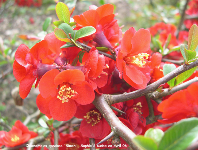 Chaenomeles speciosa 'Simonii'