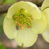 Chaenomeles speciosa 'Issai White'