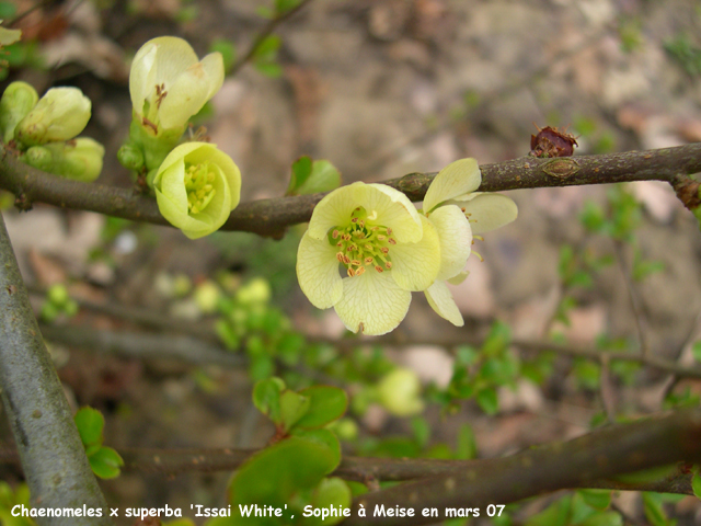 Chaenomeles x superba 'Issai White'