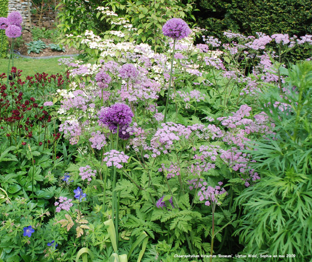 Chaerophyllum hirsutum 'Roseum'