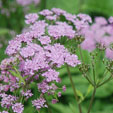 Chaerophyllum hirsutum 'Roseum'