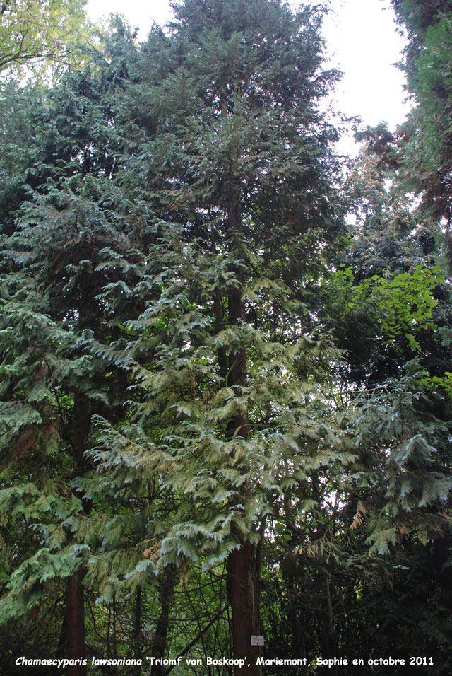 Chamaecyparis 'Triomf van Boskoop'