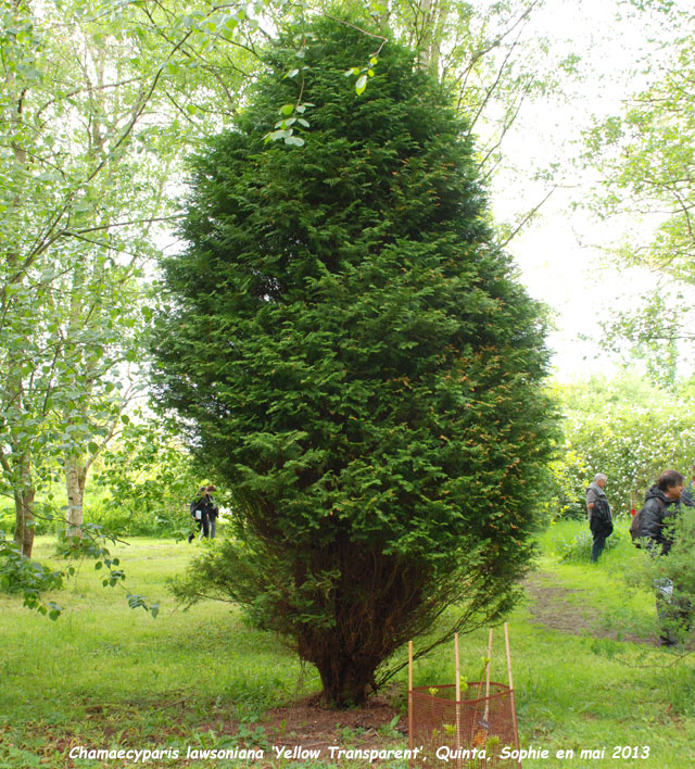 Chamaecyparis lawsoniana 'Yellow Transparent'