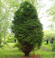 Chamaecyparis lawsoniana 'Yellow Transparent'