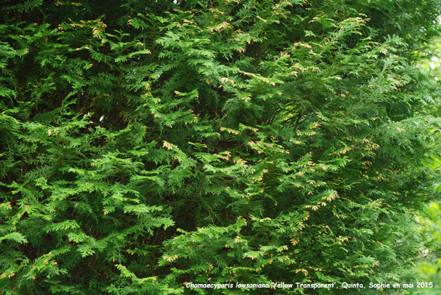 Chamaecyparis lawsoniana 'Yellow Transparent'