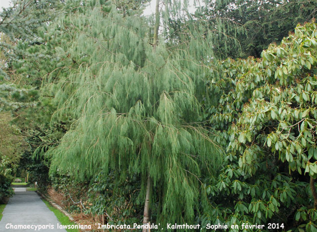 Chamaecyparis lawsoniana 'Imbricata Pendula