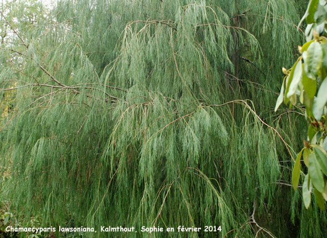 Chamaecyparis lawsoniana 'Imbricata Pendula'