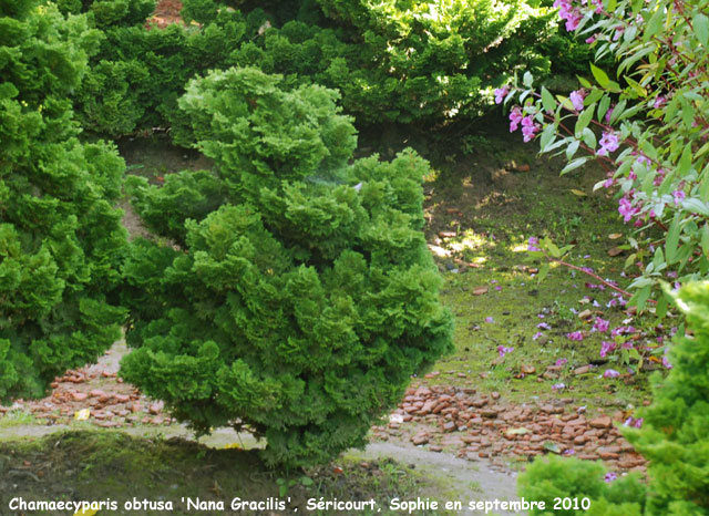 Chamaecyparis 'Nana Gracilis'